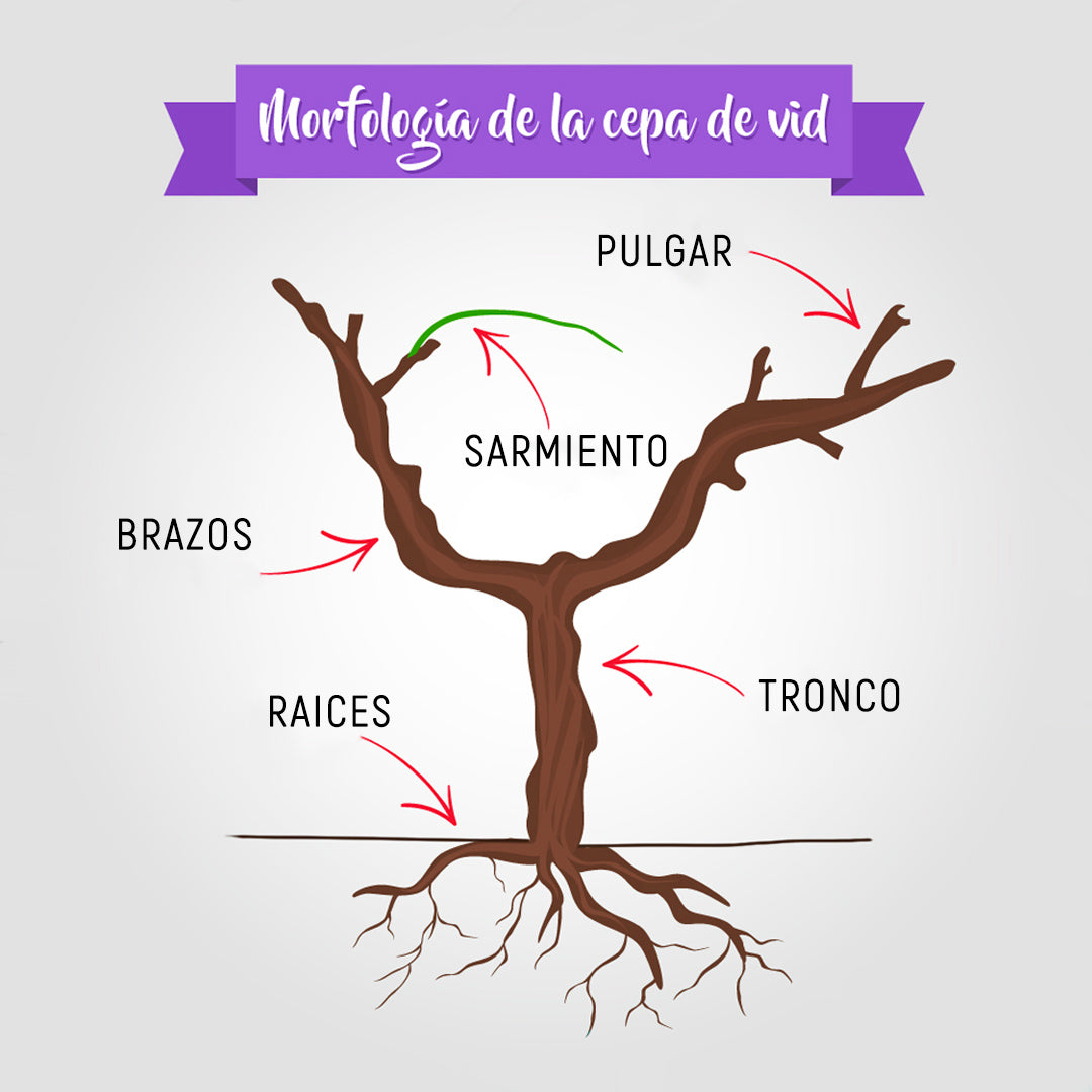 La cepa de Vid, características morfológicas.